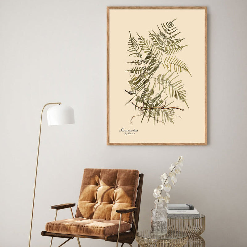 Steris Caudata Fern Framed Art Print - OFG 50x70 3101 - Uneeka
