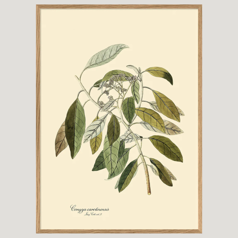 North American Horseweed Botanical Framed Art Print - Oak Frame - Uneeka