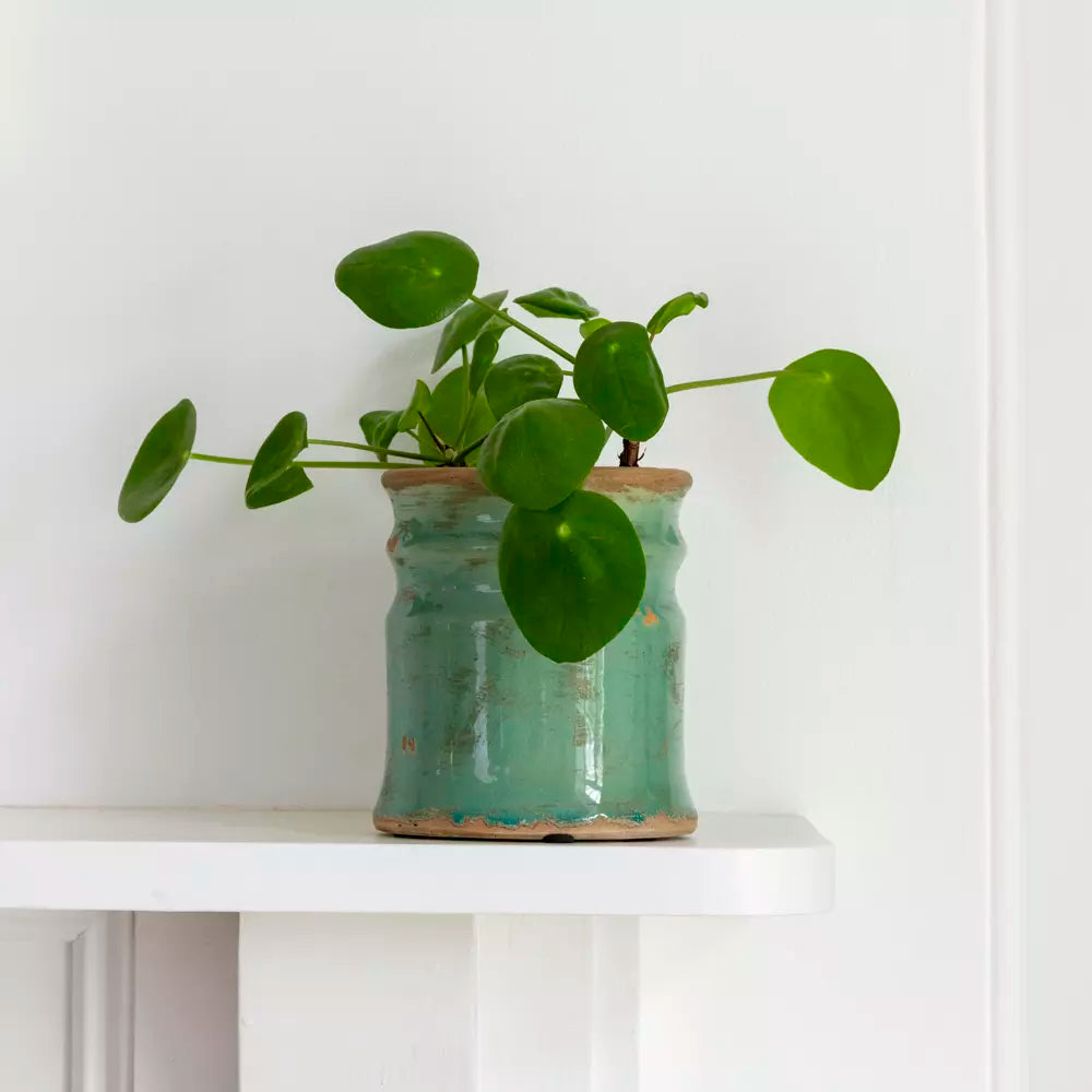 Short Turquoise Glazed Vase - SNT24943 - Uneeka