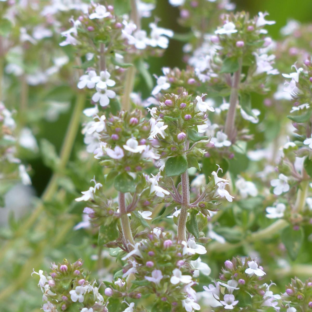 Thyme Seed Pack - HS055 - Uneeka