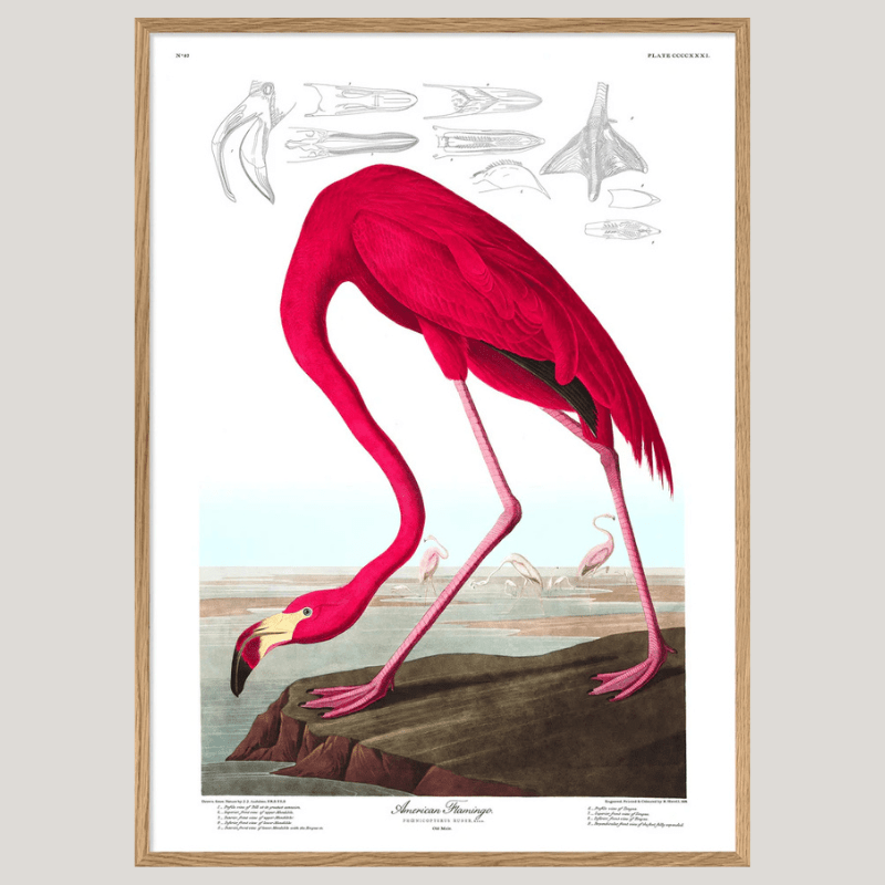 American Flamingo Framed Art Print - OFP 50x70 6500 - Uneeka