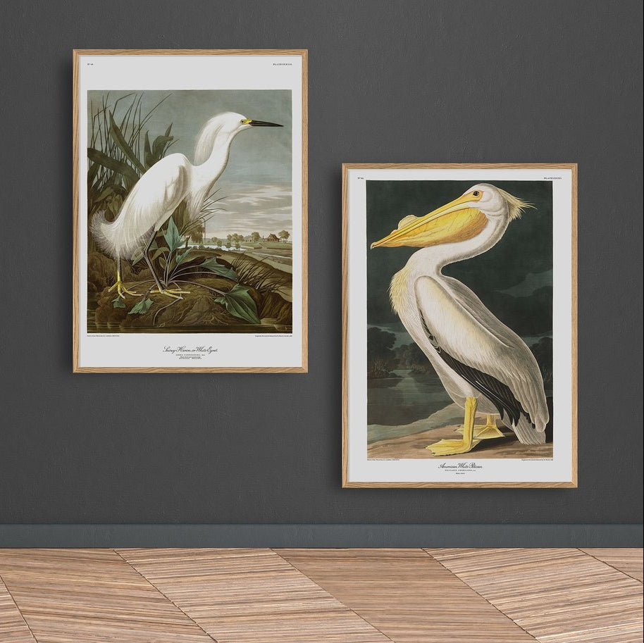 American White Pelican Framed Art Print - BFG 50x70 6504 - Uneeka