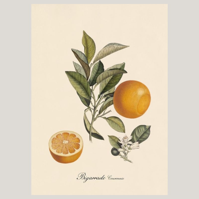 Bigarrade Oranges Framed Art Print - 50x70 3603 - Uneeka