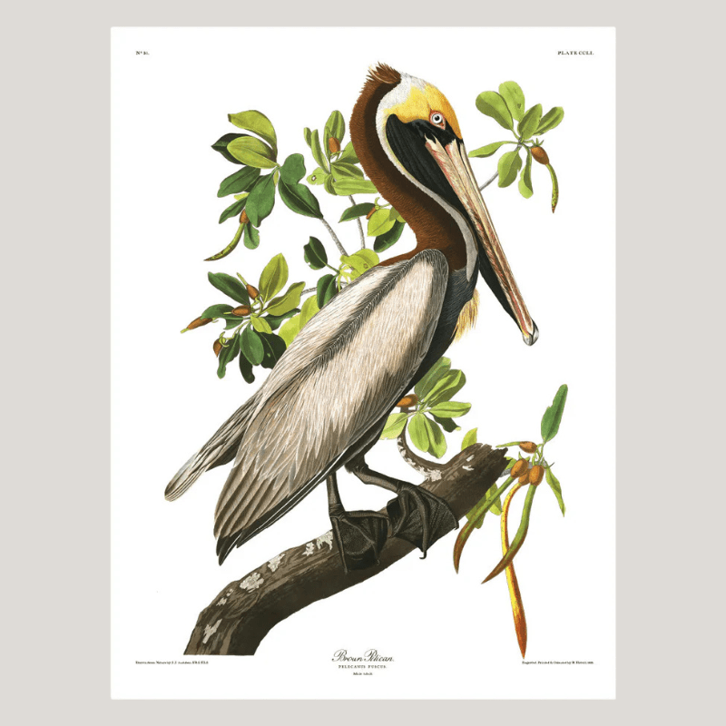 Brown Pelican Framed Art Print - NFG 50x70 6508 - Uneeka