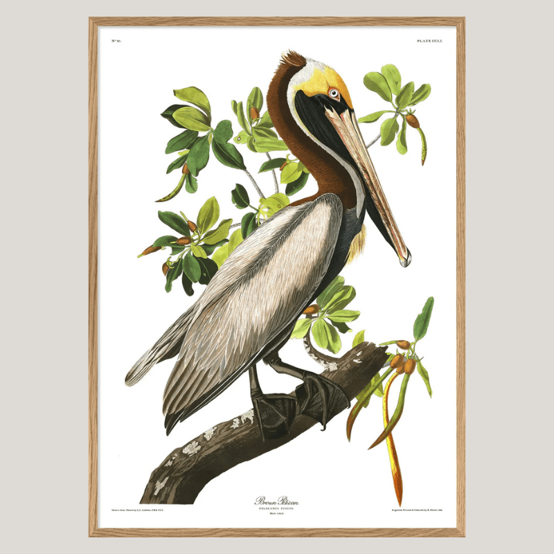 Brown Pelican Framed Art Print - OFG 50x70 6508 - Uneeka