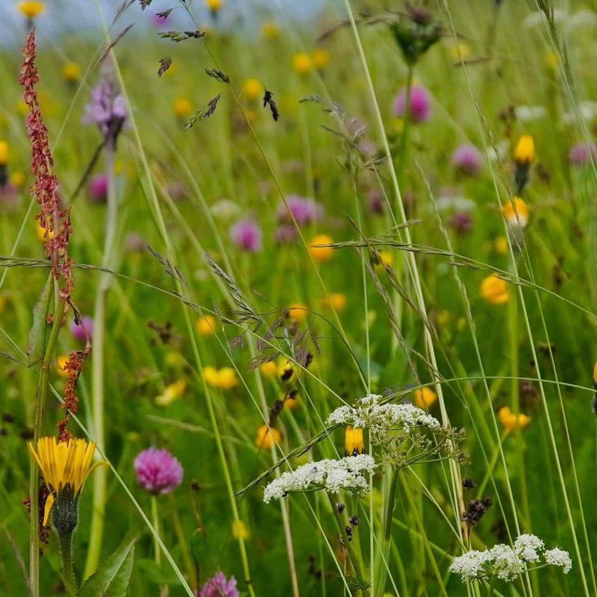 Wildflower Seed Pack - HS058 - Uneeka