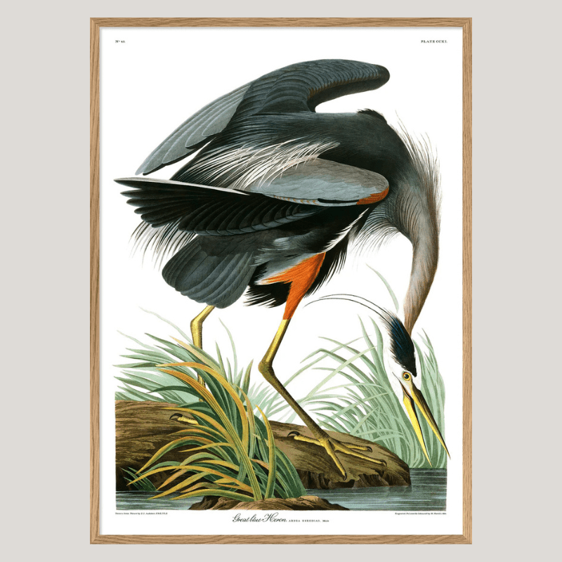 Great Blue Heron Framed Art Print - OFG 50x70 6501 - Uneeka