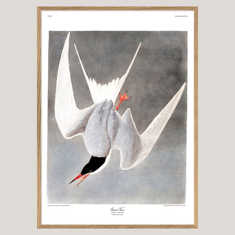 Great Tern Bird Framed Art Print - OFG 50x70 6503 - Uneeka