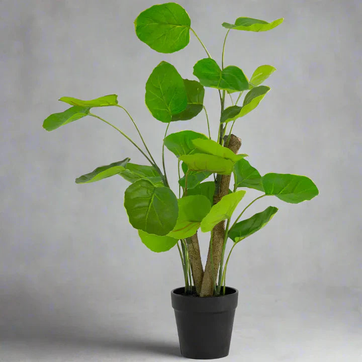 Imitation Chinese Money Plant In Pot - YF21767 - Uneeka