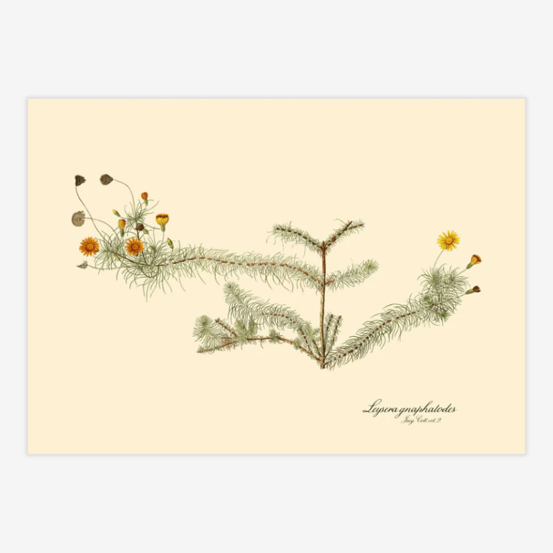 Leysera Framed Art Print - 50x70 3113 - Uneeka