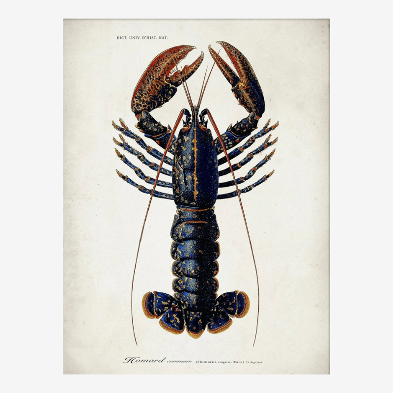 Lobster Framed Art Print - OFG 50x70 6600 - Uneeka