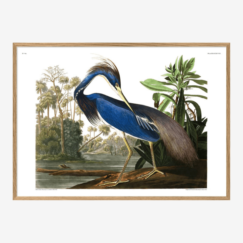 Louisiana Heron Framed Art Print - OFG 50x70 6502 - Uneeka
