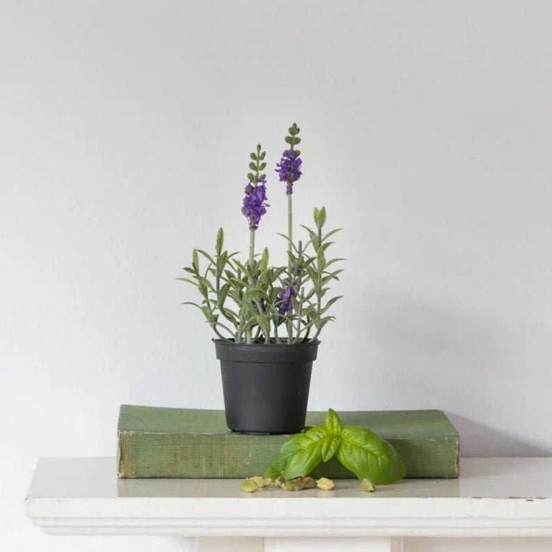 Mixed Lavender in Black Pot - PG21281 - Uneeka