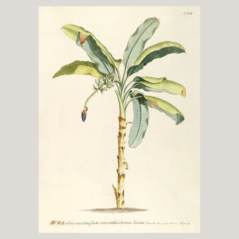 Musa Banana Palm Tree Framed Art Print - 50x70 3705 - Uneeka