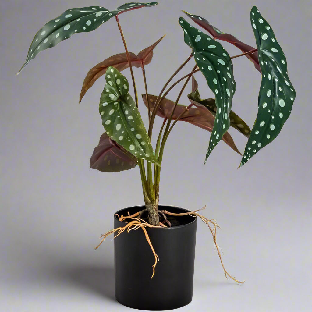 Ornamental Potted Philo Leaf Plant - AF67 - Uneeka