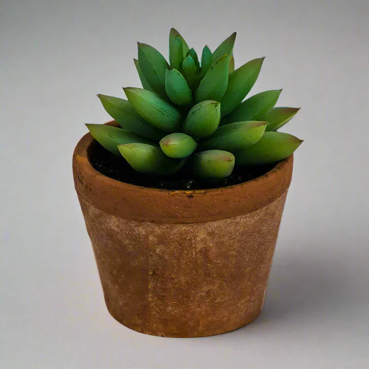 Ornamental Succulent In Terracotta Pot - AF47 - Uneeka