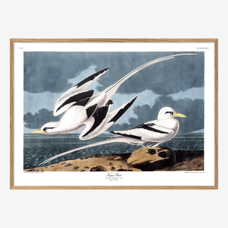 Pair Of Tropic Birds Framed Art Print - OFG 50x70 6529 - Uneeka