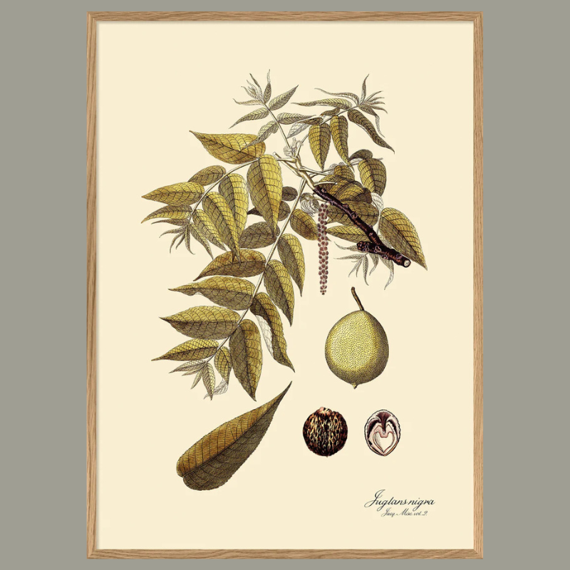 Juglans Nigra Framed Art Print - OFP 100x140 3111 - Uneeka