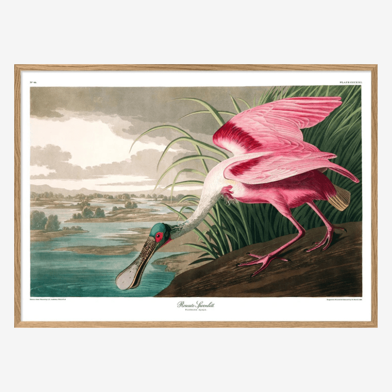 Roseate Spoonbill Framed Art Print - OFG 50x70 6506 - Uneeka