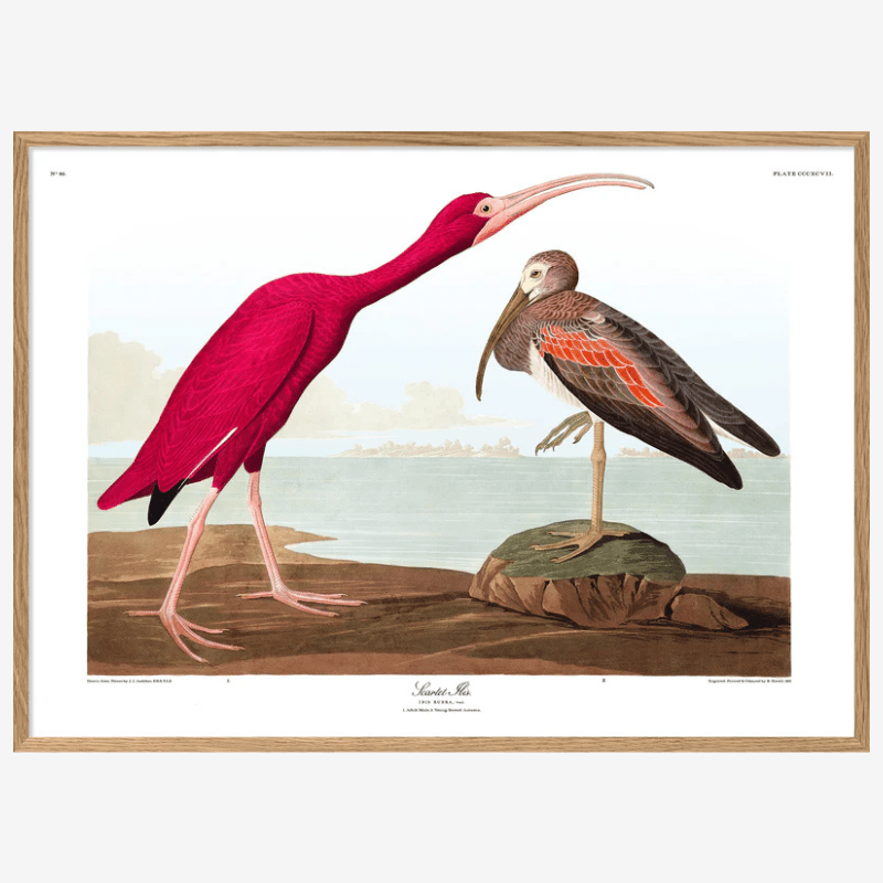 Scarlet Ibis Framed Art Print - OFG 50x70 6505 - Uneeka
