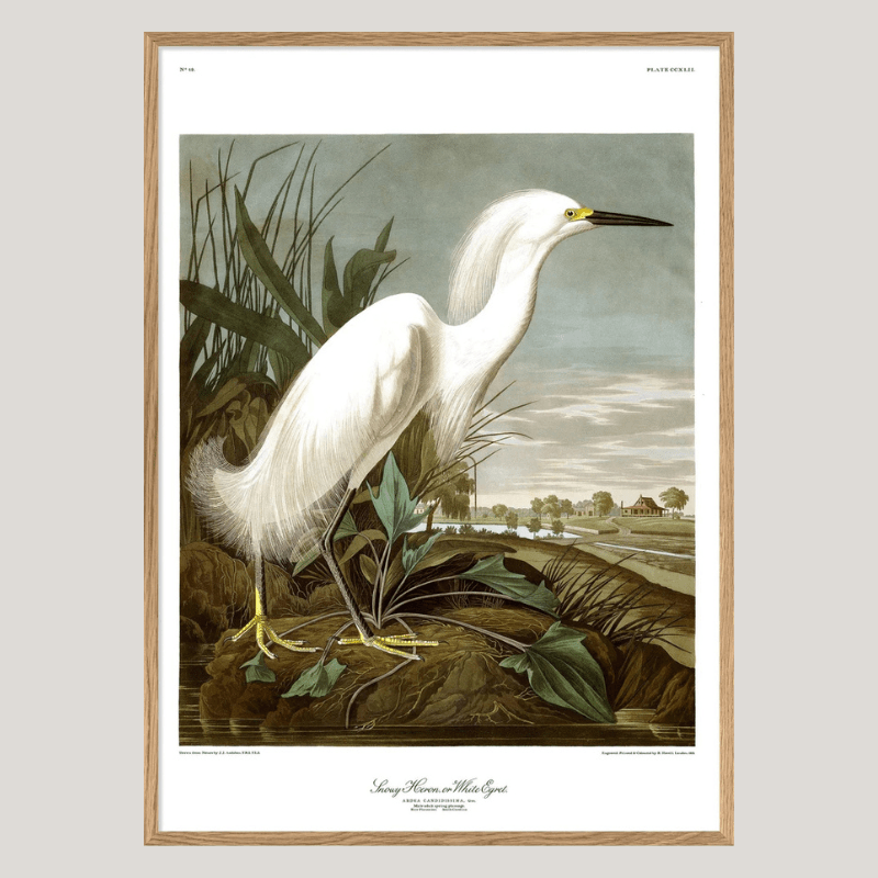 Snowy Heron Framed Art Print - OFG 50x70 6522 - Uneeka