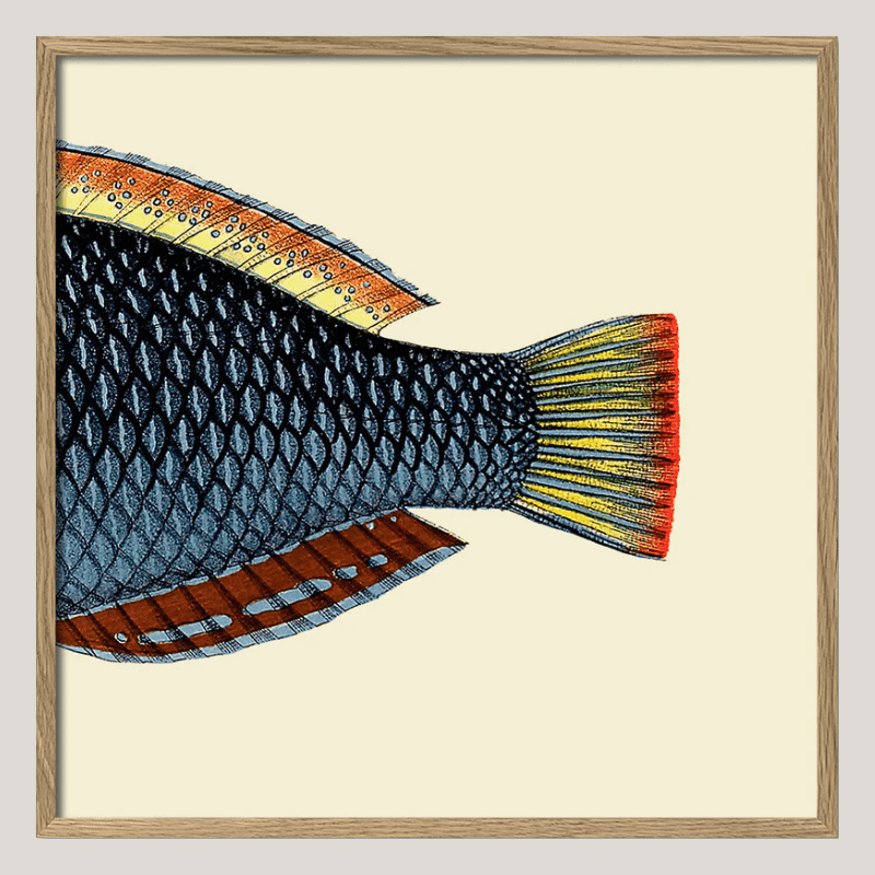Spotted Wrasse Fish Tail Framed Art Print - OFG 30x30 5614 - Uneeka