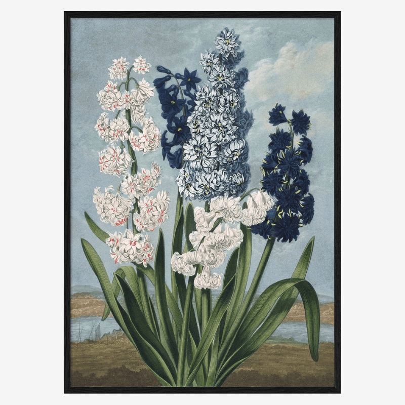 White And Blue Hyacinths Framed Art Print - BFG 50x70 9609 - Uneeka